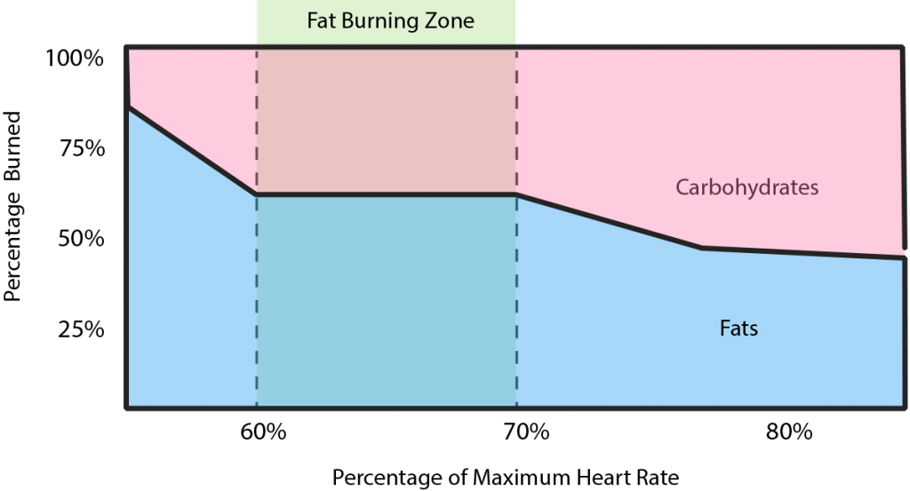 Intermediate Exercise The Fat Burning Zone Houston Weight Loss Center